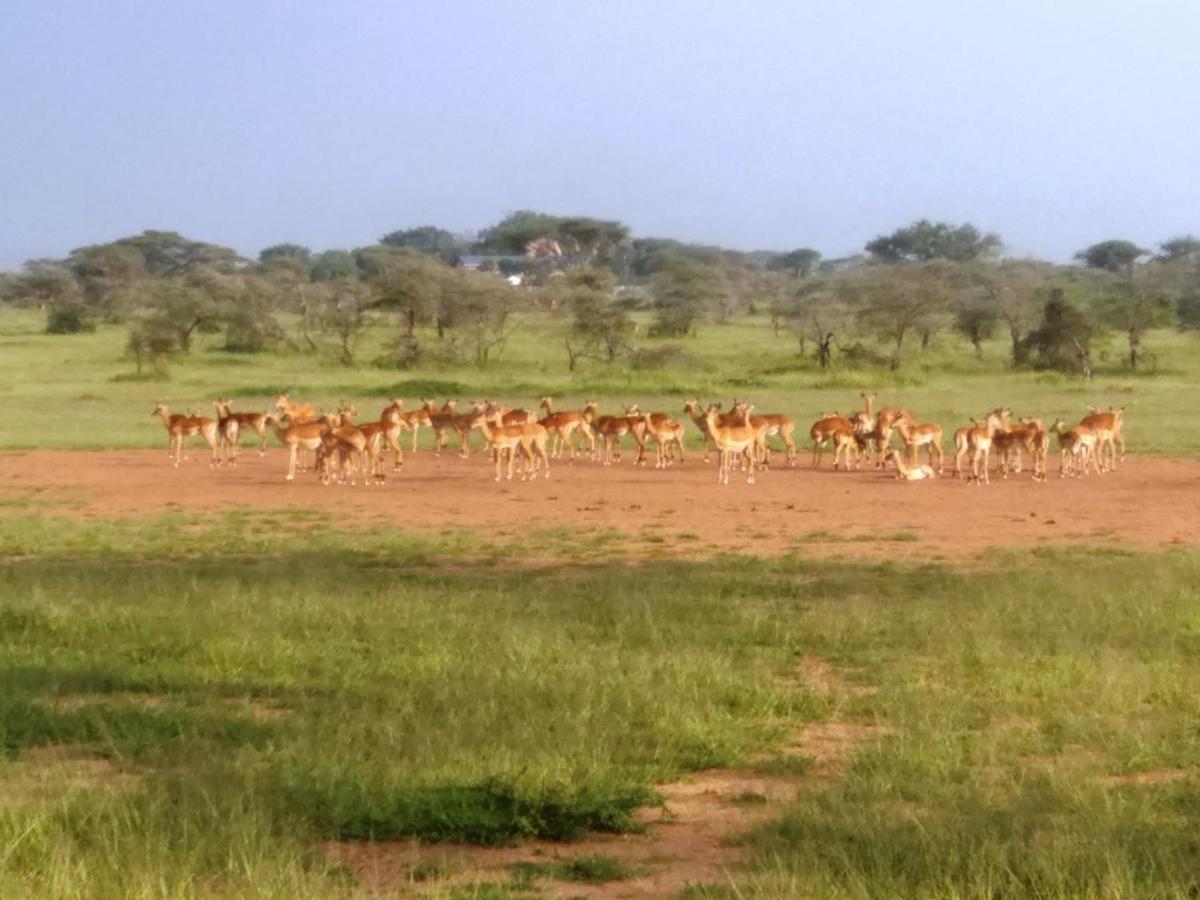 Seronera Wildlife Lodge Serengeti Luaran gambar